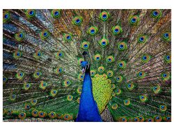 image LAND Digitaldruck auf Glas Stolzer Pfau  | Schubiger Möbel