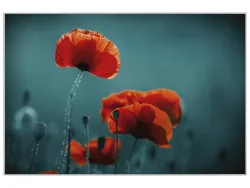 image LAND Bild mit Rahmen Mohnblumen 5  | Schubiger Möbel