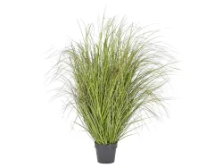 Edg Festuca im Topf Grün H: 142 cm Grün | Schubiger Möbel