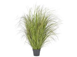 Edg Festuca im Topf Grün H: 142 cm Grün | Schubiger Möbel