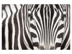 image LAND Digitaldruck auf Acrylglas Zebra  | Schubiger Möbel
