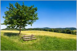 image LAND Bild mit Rahmen Baum mit Bank  | Schubiger Möbel