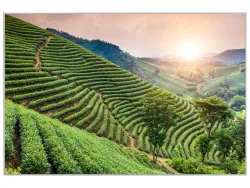 image LAND Bild mit Rahmen Weinberge  | Schubiger Möbel