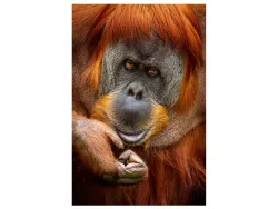 image LAND Digitaldruck auf Glas Orang-Utan  | Schubiger Möbel