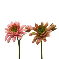 Edg Kunstblumen Echeveria Hellrosa H: 18 cm  | Schubiger Möbel