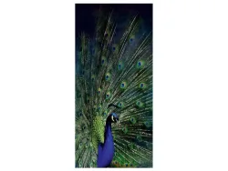 image LAND Digitaldruck auf Glas Majestätischer Pfau  | Schubiger Möbel