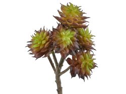 Edg Hauswurz Burgund H: 20 cm  | Schubiger Möbel