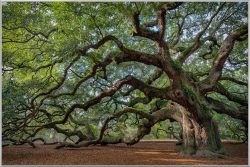 image LAND Bild mit Rahmen Faszination Baum  | Schubiger Möbel