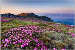 image LAND Bild mit Rahmen Alpenlandschaft mit Lila Blumen  | Schubiger Möbel