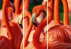 image LAND Alubild Flamingos  | Schubiger Möbel