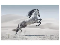 image LAND Digitaldruck auf Glas Wildpferd  | Schubiger Möbel