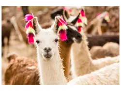 image LAND Alubild Lama mit Ohrschmuck  | Schubiger Möbel