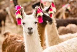 image LAND Alubild Lama mit Ohrschmuck  | Schubiger Möbel