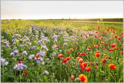 image LAND Bild mit Rahmen Blumenwiese  | Schubiger Möbel