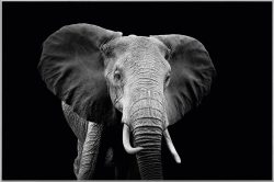 image LAND Bild mit Rahmen Majestätischer Elefant  | Schubiger Möbel