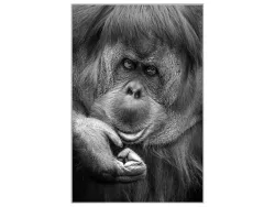 image LAND Bild mit Rahmen Orang-Utan  | Schubiger Möbel