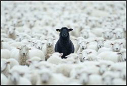 image LAND Alubild Black Sheep Gerahmt  | Schubiger Möbel