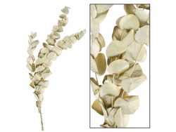 Decofinder Kunstpflanze Eukalyptus Gold H: 50 cm  | Schubiger Möbel