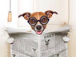 image LAND Alubild Hund mit Zeitung  | Schubiger Möbel