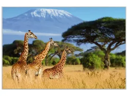 image LAND Bild mit Rahmen Giraffen in Der Savanne  | Schubiger Möbel