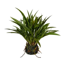 Gasper Kunstpflanzen Miscanthusgras H: 35 cm  | Schubiger Möbel