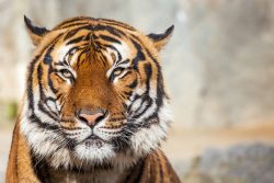 image LAND Canvas Tiger  | Schubiger Möbel