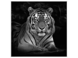 image LAND Bild mit Rahmen Imposanter Tiger  | Schubiger Möbel
