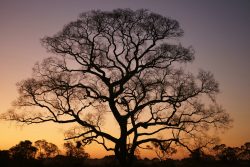 image LAND Canvas Gigantischer Baum im Sonnenuntergang  | Schubiger Möbel