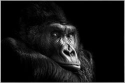 image LAND Bild mit Rahmen Gorilla  | Schubiger Möbel