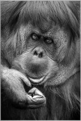 image LAND Bild mit Rahmen Orang-Utan  | Schubiger Möbel