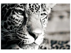 image LAND Alubild Leopard  | Schubiger Möbel
