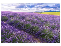 image LAND Bild mit Rahmen Lavendelfeld 7  | Schubiger Möbel