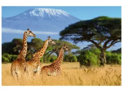 image LAND Alubild Giraffen in Der Savanne  | Schubiger Möbel