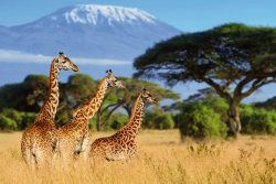 image LAND Alubild Giraffen in Der Savanne  | Schubiger Möbel