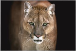 image LAND Bild mit Rahmen Puma  | Schubiger Möbel
