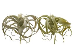 Edg Kunstblumen Tillandsia H: 27 cm  | Schubiger Möbel