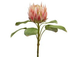 Edg Protea Pink H: 66 cm  | Schubiger Möbel