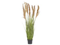 Edg Festuca im Topf H: 173 cm  | Schubiger Möbel