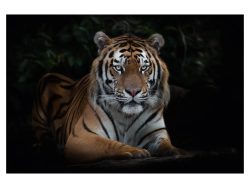 image LAND Digitaldruck auf Acrylglas Imposanter Tiger  | Schubiger Möbel