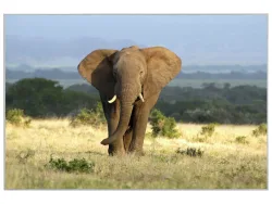 image LAND Bild mit Rahmen Elefant in Der Steppe  | Schubiger Möbel