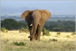 image LAND Bild mit Rahmen Elefant in Der Steppe  | Schubiger Möbel