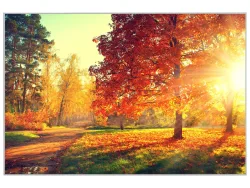 image LAND Bild mit Rahmen Abendstimmung im Herbstwald  | Schubiger Möbel