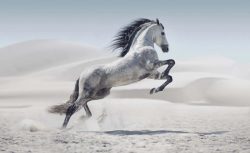image LAND Canvas Wildpferd  | Schubiger Möbel