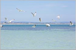 image LAND Bild mit Rahmen Möwen Über Der Nordsee  | Schubiger Möbel