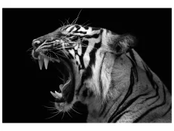 image LAND Acrylglasbild Fauchender Tiger  | Schubiger Möbel