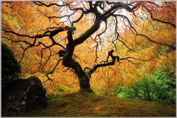 image LAND Bild mit Rahmen Der Baum  | Schubiger Möbel