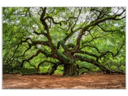 image LAND Bild mit Rahmen Verzweigter Baum  | Schubiger Möbel