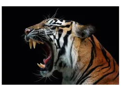 image LAND Digitaldruck auf Acrylglas Fauchender Tiger  | Schubiger Möbel
