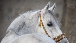 image LAND Alubild Araber Hengst  | Schubiger Möbel