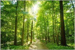 image LAND Bild mit Rahmen Waldweg  | Schubiger Möbel